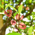【ガチ盆栽】オガタマの木　バナナ匂い　激古 バナナの香りがする花木【カラタネオガタマ】