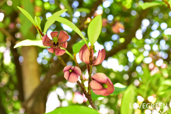 カラタネオガタマ6 カラタネオガタマ