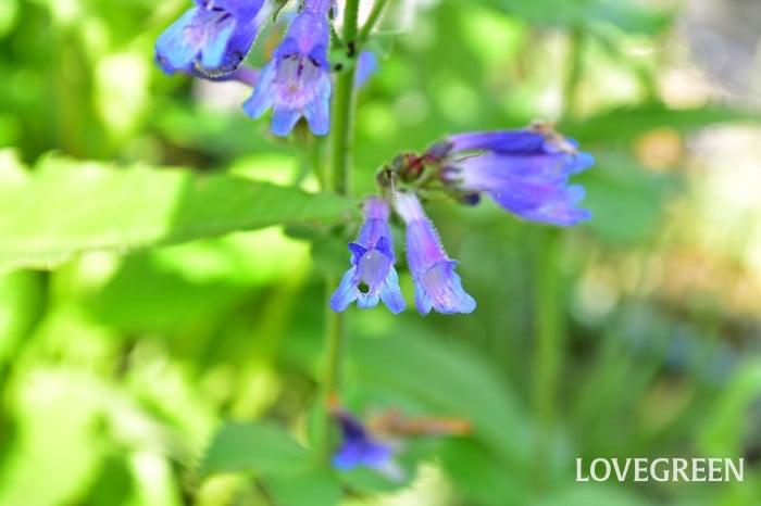 ペンステモンオバタス ペンステモンオバタス