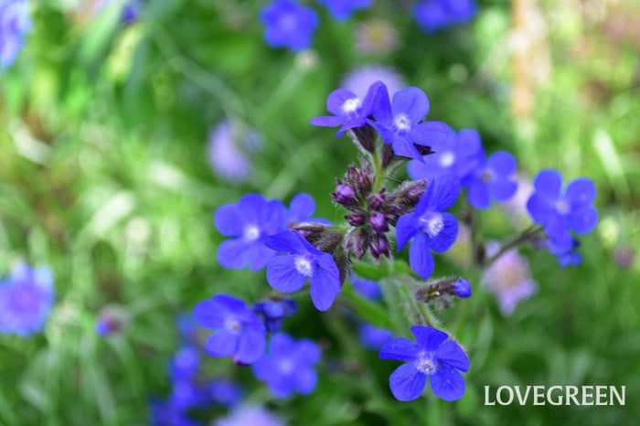 アンチューサ3 アンチューサ