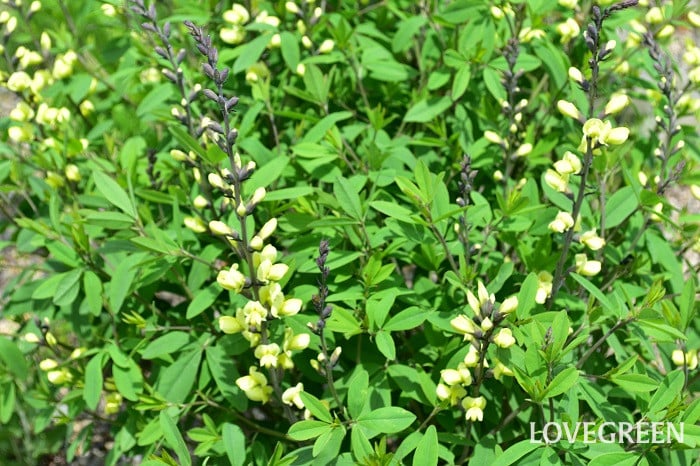 パプテシア パプテシア(ムラサキセンダイハギ)