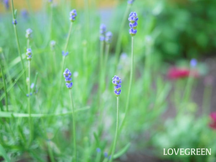 ラベンダー小 ラベンダー