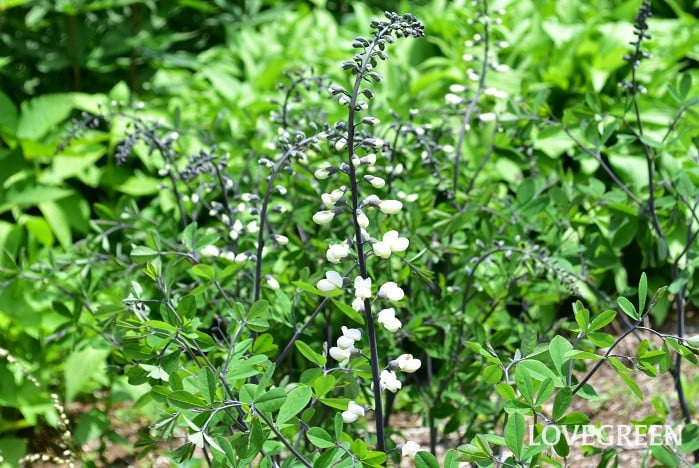 パプテシア1 パプテシア