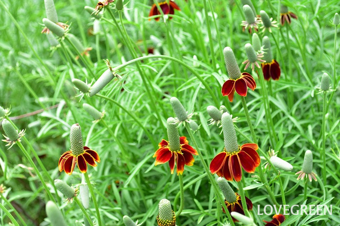 メキシカンハット3 メキシカンハット ラティビダ