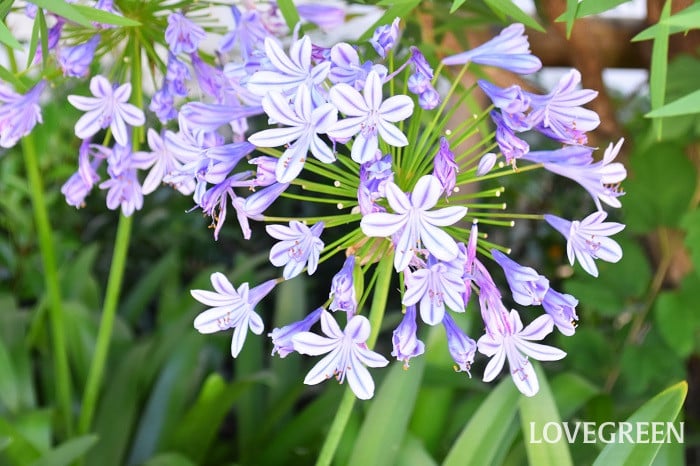 アガパンサス1 アガパンサス