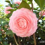 冬に咲くピンクの花
