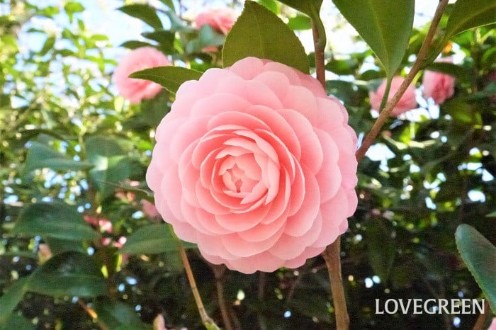 ツバキ小 冬に咲くピンクの花