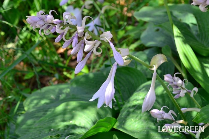 ギボウシ ギボウシ