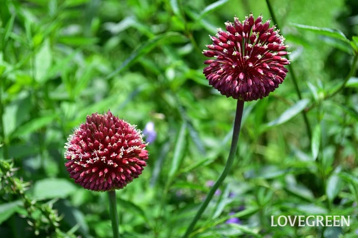 アリウム・レッドモヒカン2 アリウム・レッドモヒカン1