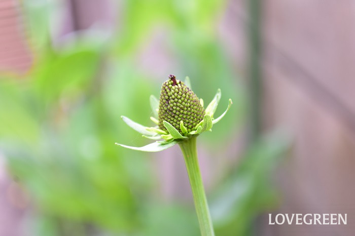 ルドベキアマキシマ1 ルドベキアマキシマ