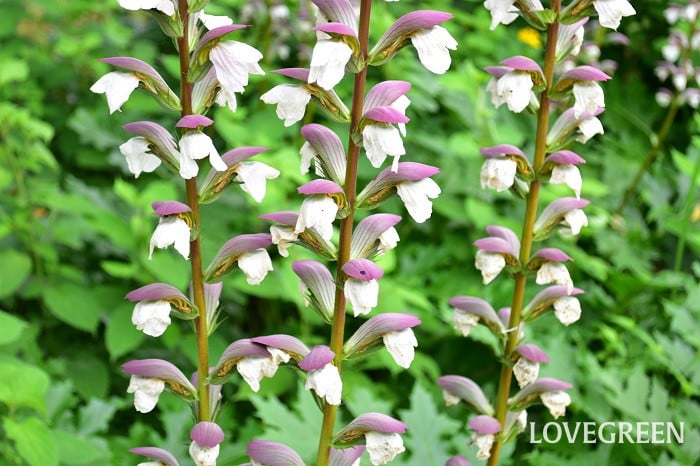 アカンサス2 アカンサス