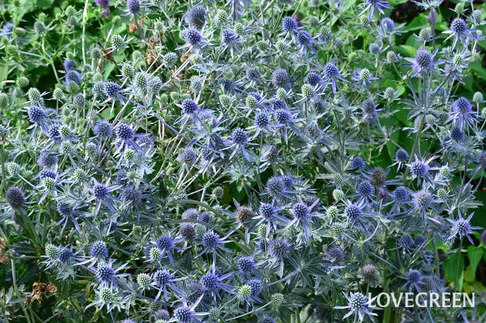 エリンジウム2 エリンジウム