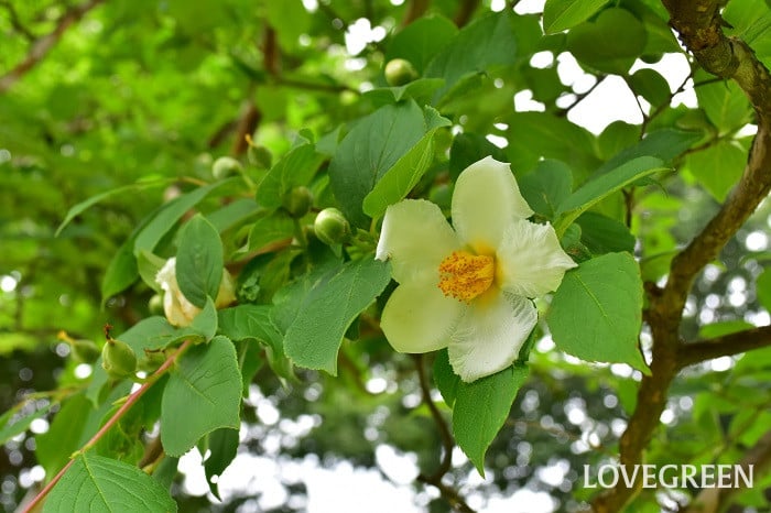 夏椿1 6月の庭で咲くナツツバキ