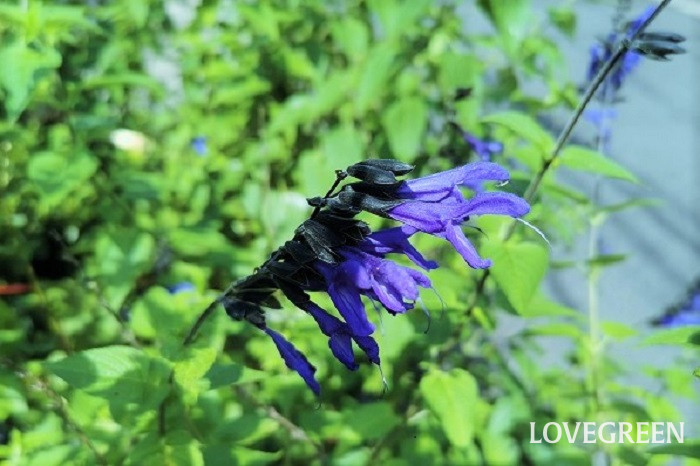 夏に咲く花｜ガーデニン33種