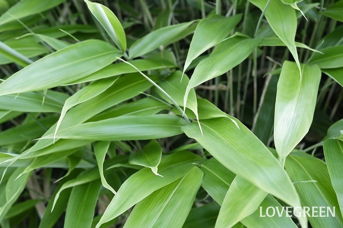 ショウガ小 生姜(ショウガ)