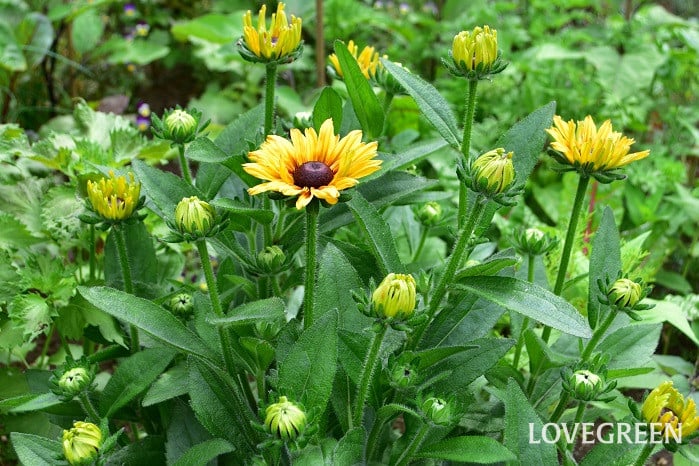 ルドベキア ルドベキア