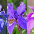 菖蒲、あやめ、カキツバタの違いと見分け方