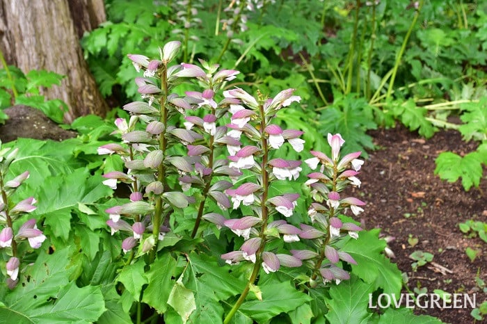 アカンサス4 アカンサス