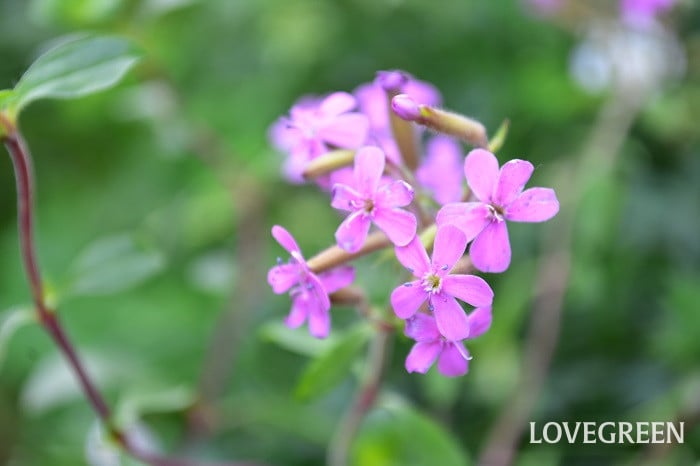 ロックソープワート1 ロックソープワート(サポナリア・オキモイデス)