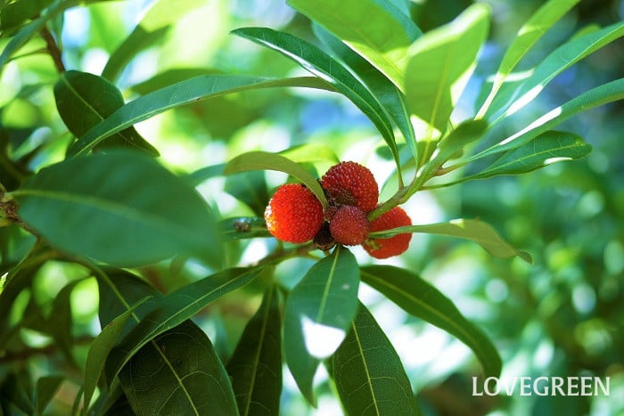 ヤマモモ3小 ヤマモモとは?基本情報