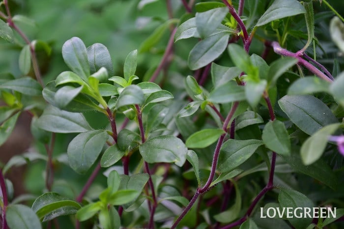 ロックソープワート4 ロックソープワート(サポナリア・オキモイデス)