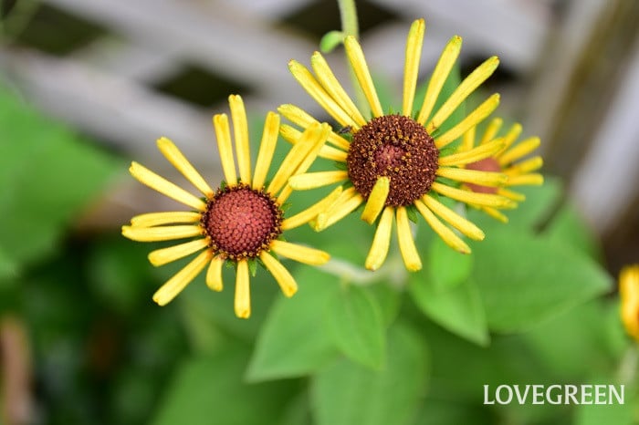 ルドベキア　リトルヘンリー