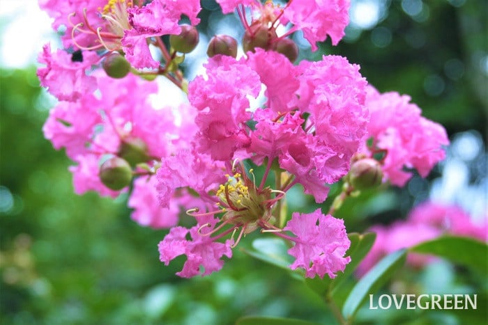 サルスベリピンク2 夏に咲くピンクの花