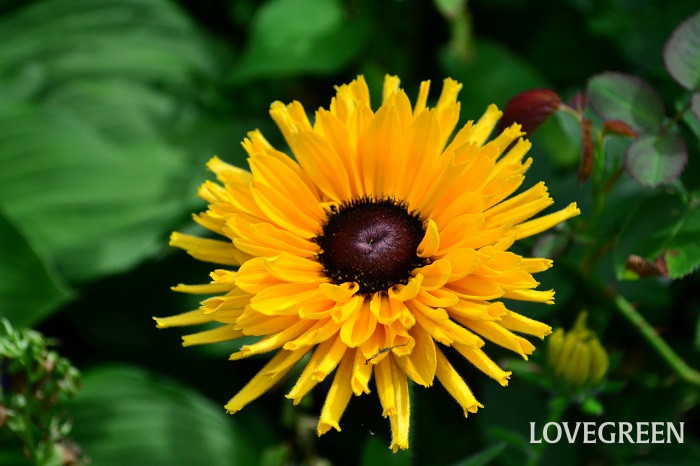 ルドベキア2 ルドベキア