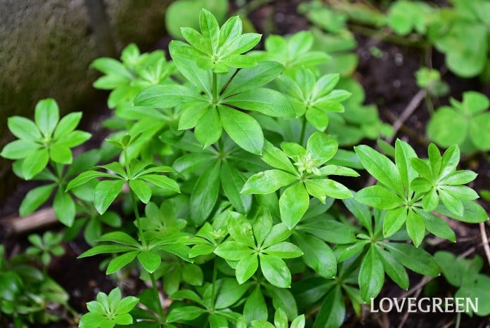 ウッドラフ2 ウッドラフ クルマバソウ