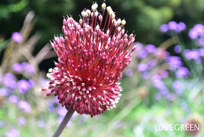 アリウム・レッドモヒカン1 アリウム・レッドモヒカン