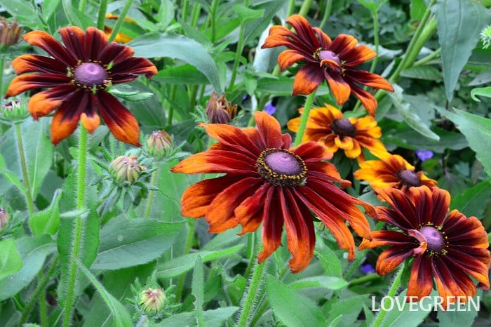 ルドベキア3 ルドベキア