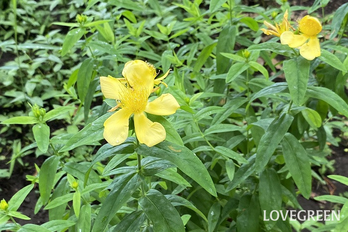 ヒペリカムの育て方・栽培方法 | LOVEGREEN(ラブグリーン)