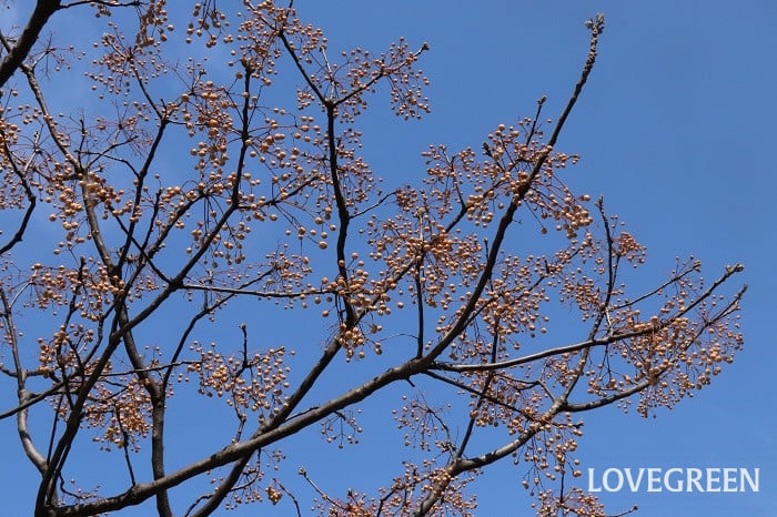 センダン センダン