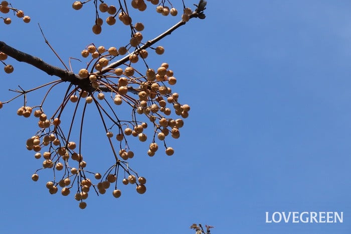 センダン センダン