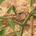 ミニトマト　育て方　わき芽かき　支柱の立て方