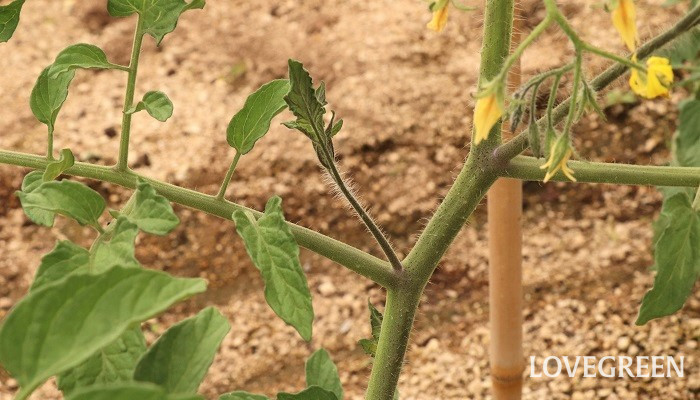 ミニトマト　育て方　わき芽かき　支柱の立て方