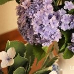 アジサイ 紫陽花 挿し木 やり方 梅雨