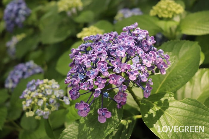 あじさい(紫陽花) 八景島 あじさい祭 ガクアジサイ 西洋アジサイ