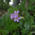 ムラサキカタバミ
