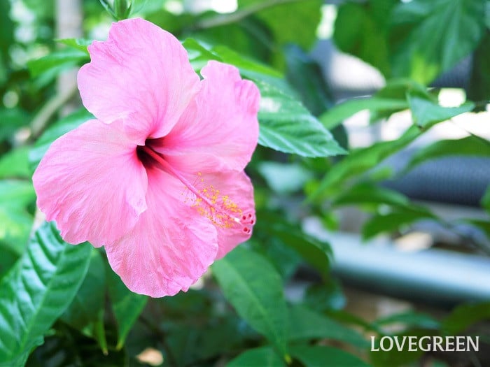 夏に咲く花一覧|暑さに強い夏の花を73種紹介 | LOVEGREEN(ラブグリーン)