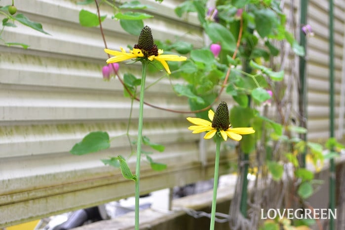 ルドベキアマキシマ2 ルドベキアマキシマ