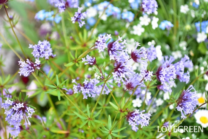 タマクルマバソウ2 タマクルマバソウ