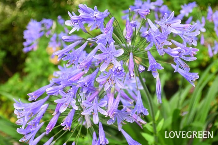 アガパンサス アガパンサス