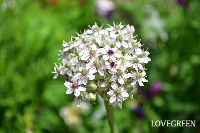 アリウム シルバースプリング アリウム シルバースプリング