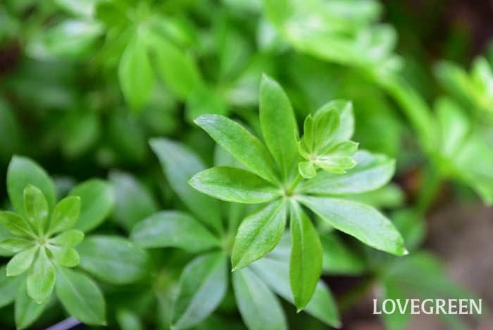 ウッドラフ1 ウッドラフ クルマバソウ