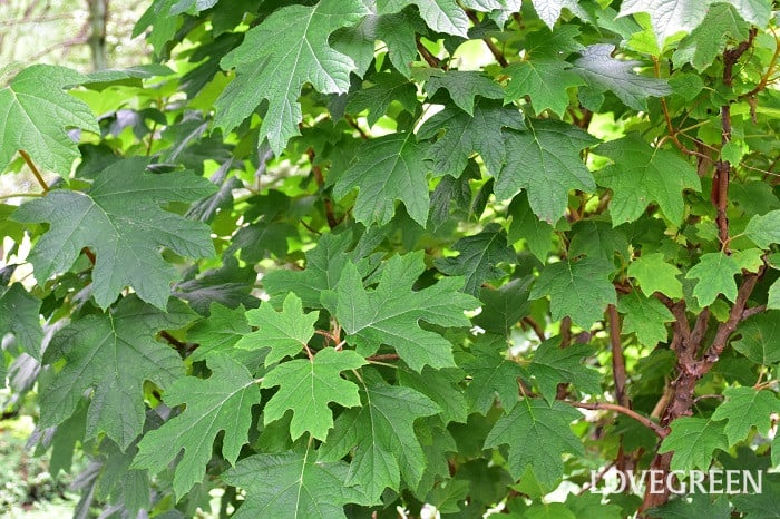 カシワバアジサイ4 カシワバアジサイ