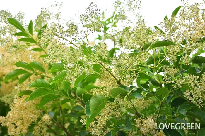 シマトネリコ2 シマトネリコ