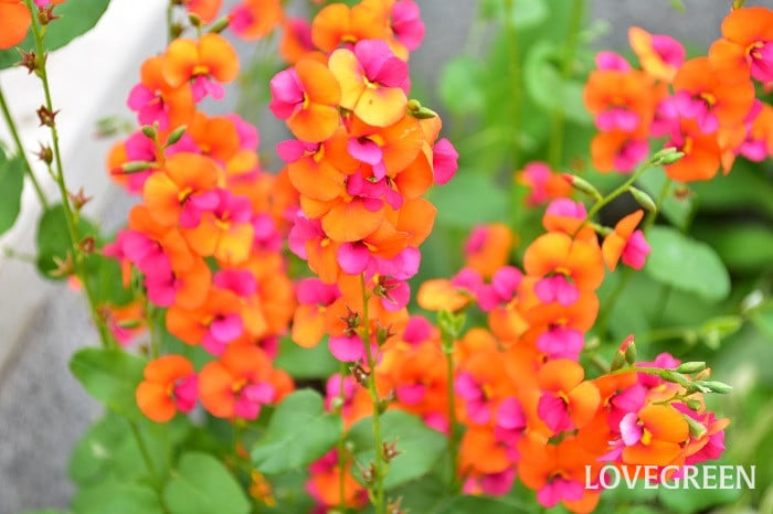 コリゼマ1 コリゼマ