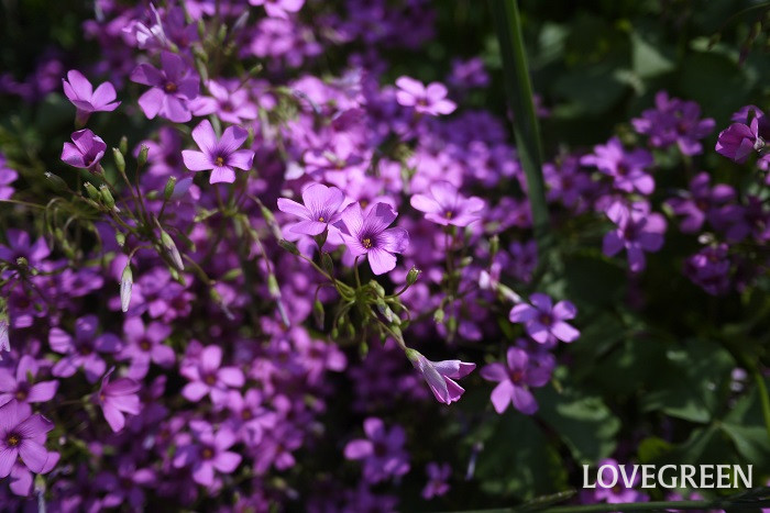 イモカタバミ小 イモカタバミ