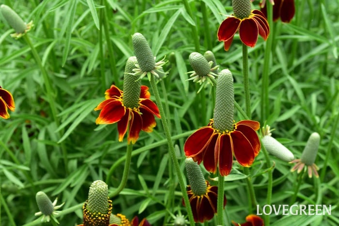 メキシカンハット1 メキシカンハット ラティビダ